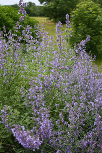 Nepeta x faassenii